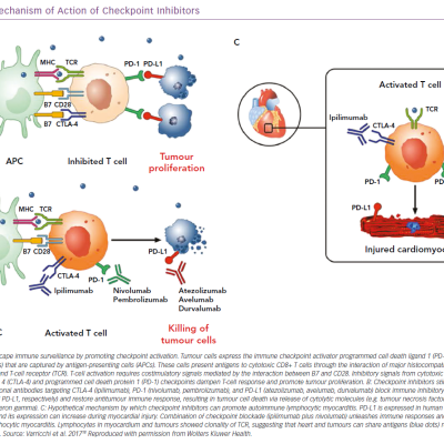 Mechanism of Action of Checkpoint Inhibitors
