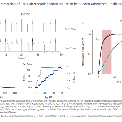 Model Interpretation of Early-afterdepolarisation Induction by Sudden Adrenergic Challenge