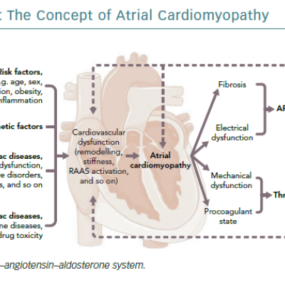 Figure 3 The Concept of Atrial Cardiomyopathy