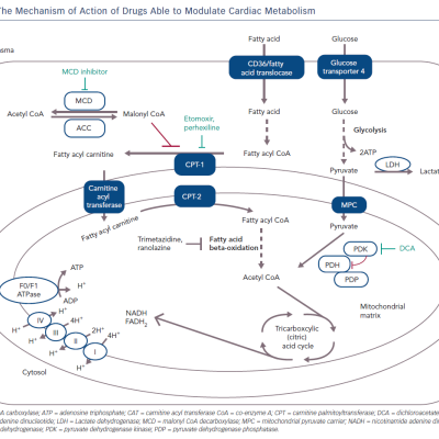 Figure 3 The Mechanism of Action of Drugs Able to Modulate Cardiac Metabolism