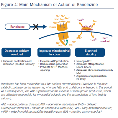 Figure 4 Main Mechanism of Action of Ranolazine