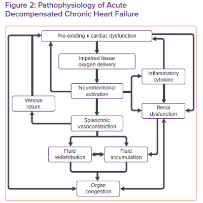 Pathophysiology of Acute Decompensated Chronic Heart Failure