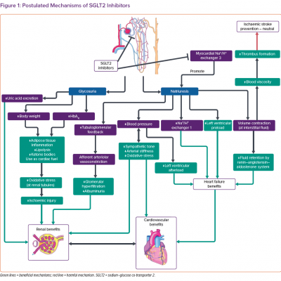 Postulated Mechanisms of SGLT2 Inhibitors