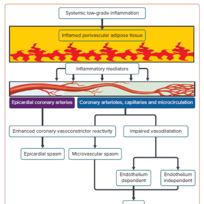 Novel Link Between Inflammation and Coronary Vasomotion Abnormalities