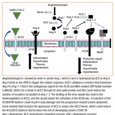 The Renin–Angiotensin–Aldosterone System