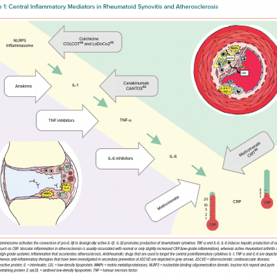 Central Inflammatory Mediators in Rheumatoid Synovitis and Atherosclerosis