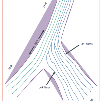 Anatomy of the Conduction System