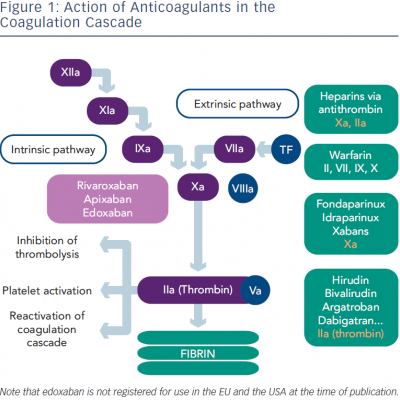 Figure 1: Action of Anticoagulants in the Coagulation Cascade
