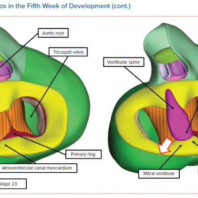 Human Embryos in the Fifth Week of Development cont.