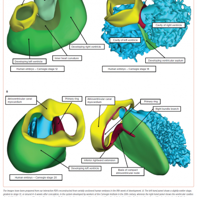 Human Embryos in the Fifth Week of Development