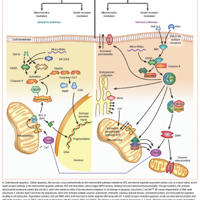 Cardiomyocyte Molecular Signalling Pathways Triggered by Ischaemia