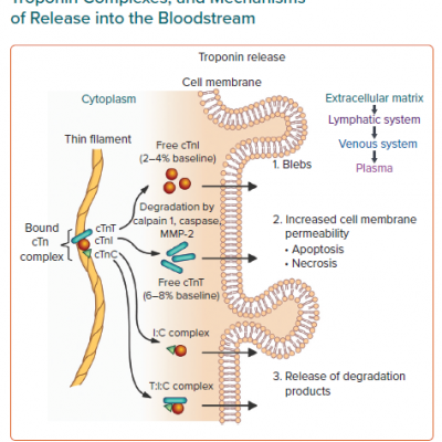 Molecular Composition of Troponin Complexes and Mechanisms of Release into the Bloodstream