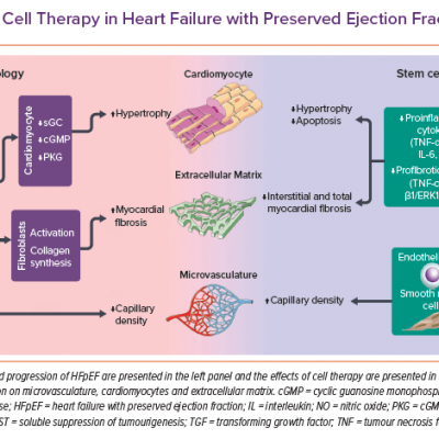 Potential Effects of Cell Therapy in Heart Failure with Preserved Ejection Fraction