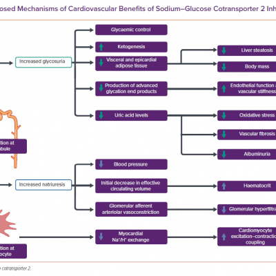 Proposed Mechanisms of Cardiovascular Benefits of Sodium–Glucose Cotransporter 2 Inhibitors