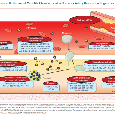 Schematic Illustration of MicroRNA Involvement in Coronary Artery Disease Pathogenesis