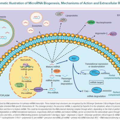 Schematic Illustration of MicroRNA Biogenesis Mechanisms of Action and Extracellular Release