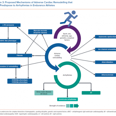 Proposed Mechanisms of Adverse Cardiac Remodelling that May Predispose to Arrhythmias in Endurance Athletes