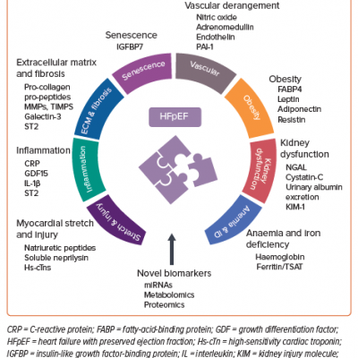 Holistic Schematic of Biomarkers in Heart Failure with Preserved Ejection Fraction