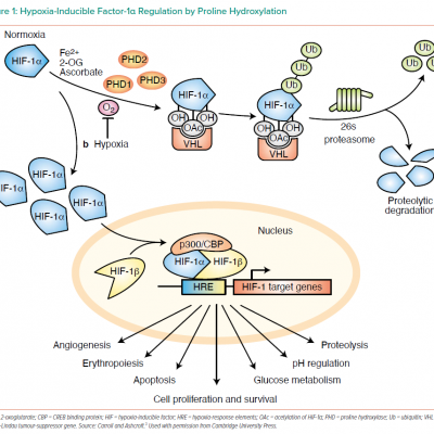 Hypoxia-Inducible Factor-1α Regulation by Proline Hydroxylation