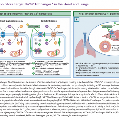 SGLT2 Inhibitors Target Na /H  Exchanger 1 in the Heart and Lungs