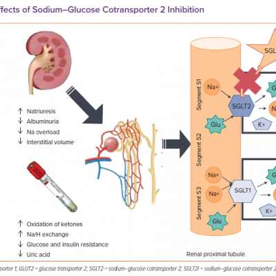 Beneficial Effects of Sodium–Glucose Cotransporter 2 Inhibition