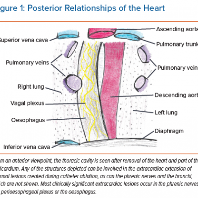 Posterior Relationships of the Heart