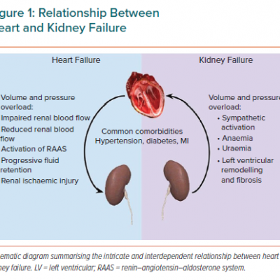 Relationship Between Heart and Kidney Failure