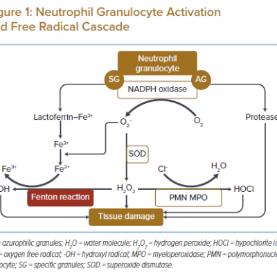 Neutrophil Granulocyte Activation and Free Radical Cascade