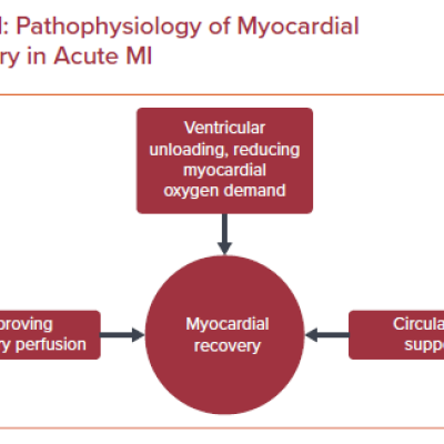 Pathophysiology of Myocardial Recovery in Acute MI