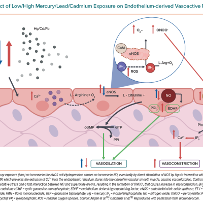 Effect of Low/High Mercury/Lead/Cadmium Exposure on Endothelium-derived Vasoactive Factors