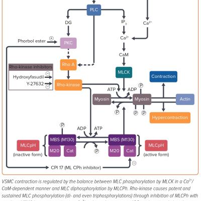 Figure 3 Vascular Smooth Muscle Contraction and Rho-kinase Pathway