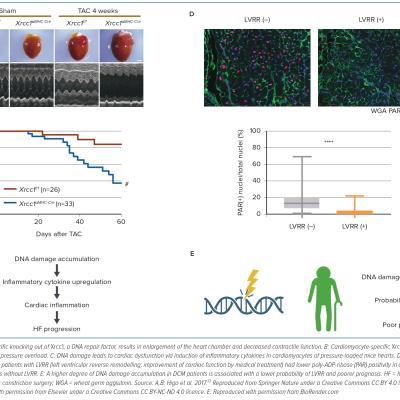 Figure 2 DNA Damage Accumulation is a Cause and Prognostic Factor of Heart Failure