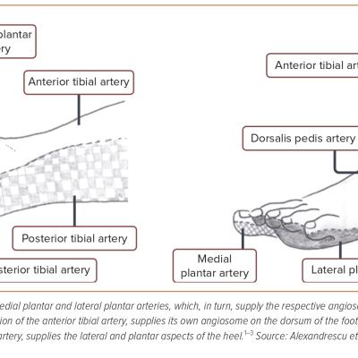 Figure 1 Artery Supply