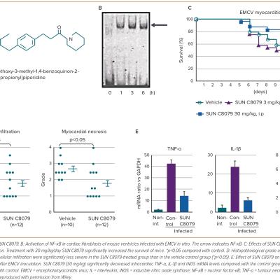 Figure 2 Effects of SUN C8079 a NF-κB Inhibitor on EMCV Infection In Vitro and In Vivo