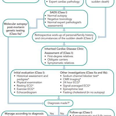 Algorithm to Describe the Investigative Strategy for the Identification of Inherited Heart Disease in Families that have Suffered a Sudden Unexplained Death Syndrome Event