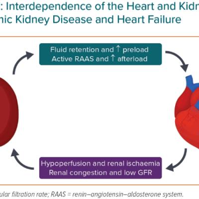 Interdependence of the Heart and Kidney in Chronic Kidney Disease and Heart Failure