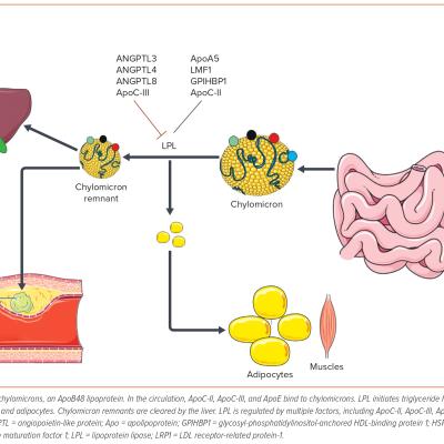 Figure 1 Exogenous Pathway Chylomicron Biosynthesis The Biosynthesis of Chylomicrons Begins as a Response to Dietary Fat Intake by Jejunal Enterocytes