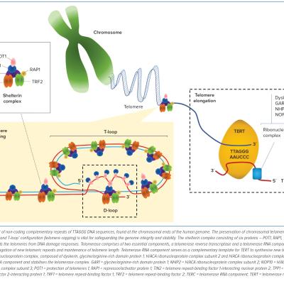 Figure 1 A General Overview of Telomere Biology