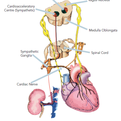 Figure 1 Schematic of Cardiovascular Autonomic Control