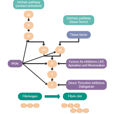 Coagulation Cascade