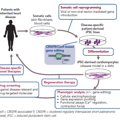 Figure 1 Human Induced Pluripotent Stem Cell Applications in Cardiovascular Medicine