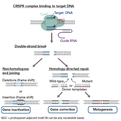 Figure 2 Principle of Clustered Regularly Interspaced Short Palindromic Repeat CRISPR/ CRISPR-associated Cas 9-Based Gene Editing