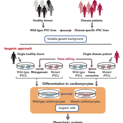 Figure 3 Gene Editing in Human Induced Pluripotent Stem Cell for Cardiac Applications